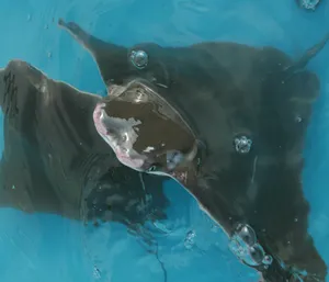 Cownose Ray Up Close.jpg Wallpaper