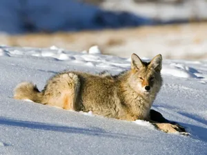 Coyote Resting On The Snow Wallpaper