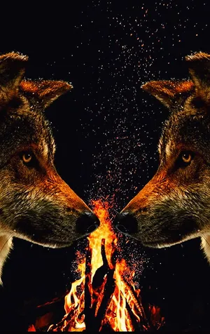 Coyotes By A Camp Fire Wallpaper