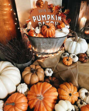 Cozy Pumpkin Patch Decor Wallpaper