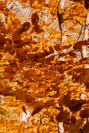 Cozy Up With Autumn Leaves Phone Wallpaper