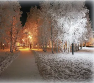 Cozy Winter Aesthetic White Trees Landscape Photography Wallpaper
