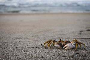 Crab At El Salvador Shore Wallpaper