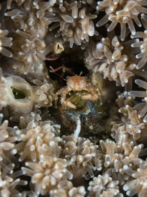 Crab Hidingin Coral Reef Wallpaper