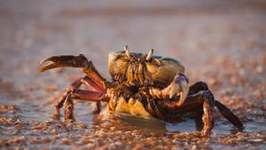 Crab In Muddy Water Wallpaper