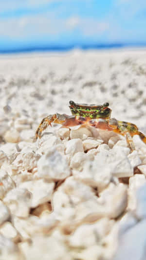 Crab_on_ Coastal_ Rocks.jpg Wallpaper