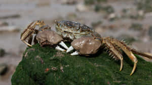 Crab_on_ Mossy_ Rock Wallpaper