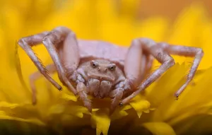 Crab Spideron Yellow Flower Wallpaper