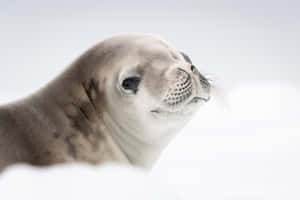 Crabeater Seal Portrait Wallpaper