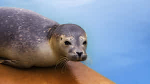 Crabeater Seal Resting Wallpaper