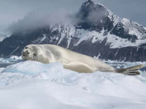 Crabeater Seal Restingon Antarctic Ice Wallpaper