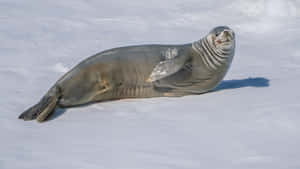 Crabeater Seal Restingon Ice Wallpaper