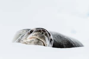 Crabeater Seal Restingon Ice Wallpaper