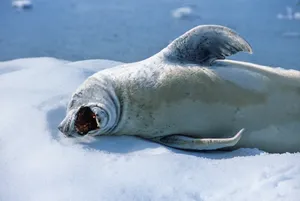 Crabeater Seal Restingon Ice Wallpaper