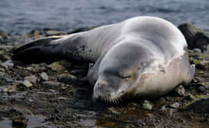 Crabeater Seal Restingon Shoreline.jpg Wallpaper