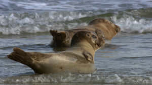 Crabeater Seals Restingon Shoreline Wallpaper