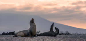 Crabeater Seals Sunset Pose Wallpaper