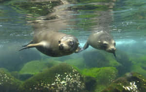 Crabeater Seals Underwater Dance Wallpaper