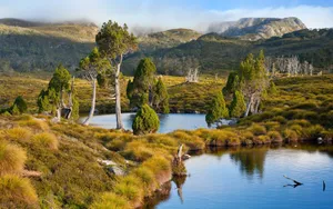 Cradle Mountain Lake St Clair National Park Shrubs Wallpaper