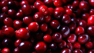 Cranberry Fresh Harvest Wallpaper