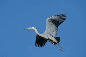 Crane In Flight With Twigs.jpg Wallpaper