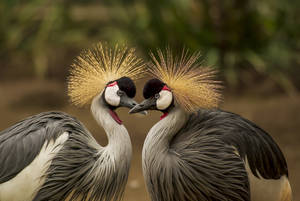 Crane Love Birds Wallpaper