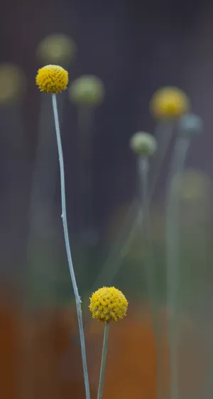 Craspedia Flowers Ios 7 Wallpaper