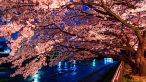 Create Productivity With Sakura Pc Wallpaper