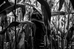 Creepy Figure Hidingin Cornfield Wallpaper
