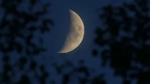 Crescent Moon Over Leaves In Moonlight Wallpaper
