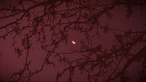Crescent Moon Through Bare Branches Wallpaper