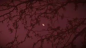 Crescent Moon Through Bare Branches Wallpaper
