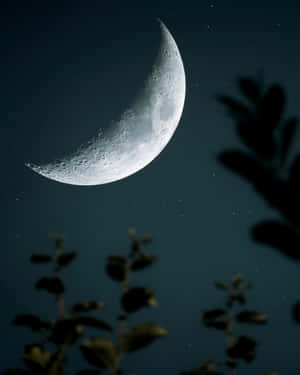 Crescent Moonand Plant Silhouettes Wallpaper