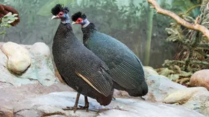 Crested Guineafowl Pair Wallpaper
