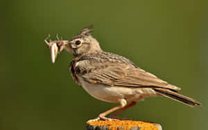 Crested Lark Catching Insect Wallpaper