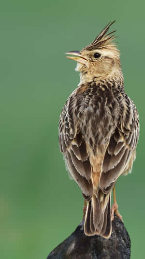 Crested Lark Portrait Wallpaper