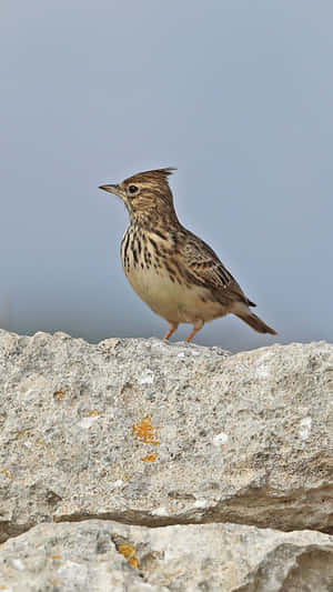 Crested Lark Standingon Rock Wallpaper