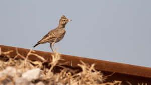 Crested Larkon Rusty Rail Wallpaper