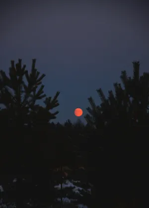 Crimson Moonrise Through Pines Wallpaper