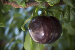 Crisp And Juicy Purple Plums Wallpaper