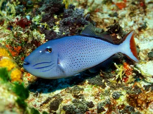 Crisp Colorful Image Of A Triggerfish Wallpaper