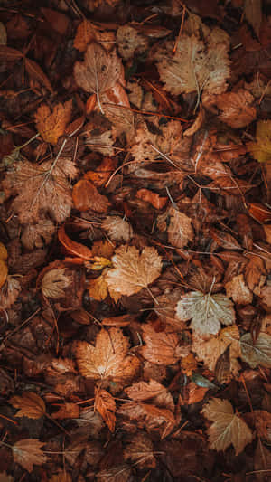 Crisp Fall Leaves On The Ground Wallpaper