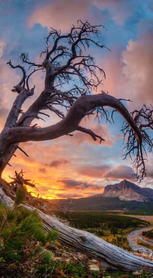 Crisp Tree In Sunset [wallpaper] Wallpaper