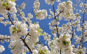 Crisp White Flowers [wallpaper] Wallpaper