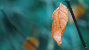 Crispy Autumn Brown Leaves Wallpaper