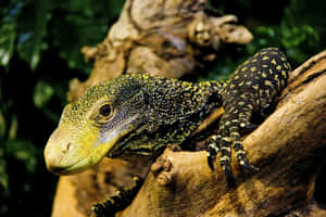 Crocodile_ Monitor_ Lizard_ Perched Wallpaper