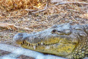 Crocodile On Land Awesome Animal Wallpaper