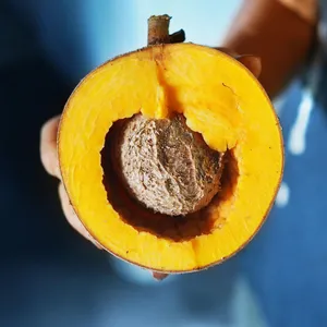 Cross Sectionof Mammee Apple Fruit Wallpaper