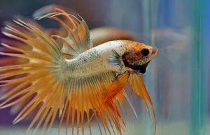 Crown Tail Betta Fish Swimming Wallpaper