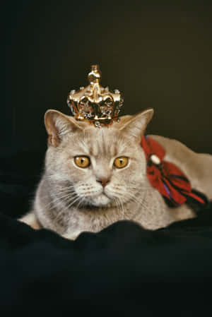 Crowned Cute Cat Pfp Wallpaper